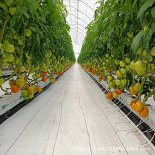 大棚蔬菜基质种植排水槽 草莓无土栽培集水槽 种植袋用水肥收集槽