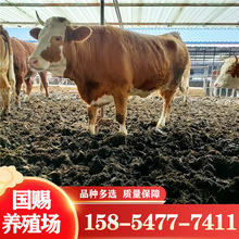 西门塔尔肉牛犊 改良鲁西黄牛肉牛犊批发一头？