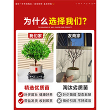小叶赤楠盆景办公室内旺宅植物桌面迷你小盆栽绿植摆件四季好养活