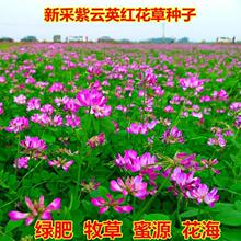 �B����@Ұ�˷N�����Ӣʳ�û��ݸ߮a�N�Ѳ�ֲ��������Դ�̵��G��