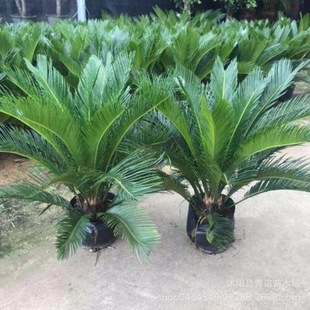 ����ֱ�N�F��С���辰  �辰�Gֲ �F������� Ҏ���Rȫ �ļ�����