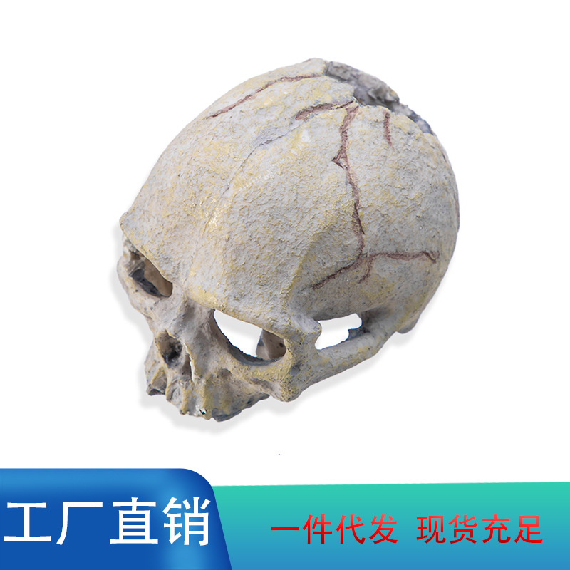 시뮬레이션 해골, 파충류 탱크, 조경 및 장식, 거미, 전갈, 도마뱀, 도마뱀, 어항 장식품, 국경 간 도매