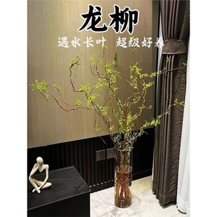 Dragon Willow Fresh Branches Rich Bamboo Living Room Hydroponic Plants Florals Indoor Potted Plants Good for All Seasons to Feed Water-Raised Stem Branches Snow Willow