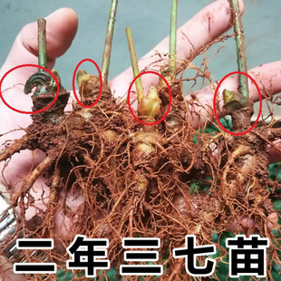 ���x��ϻ������߷Nֲ��ș��������������N��ֲ�������l