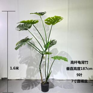 �羳���W�L����ֲ�� ���b�� ��ؔ�� ������ ���ͷ����Gֲ�쾰����