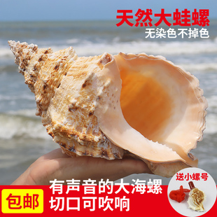 Large Frog Snail, Conch Shell, Free Shipping, Decorative Table, Fish Tank Landscaping, Large Stone Frog Shell, Conch Shell