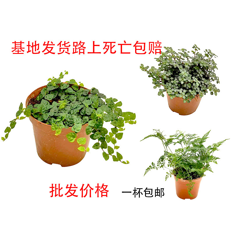 Mini Small Leaf Thunderbolt Creeper Bb Grass Wolf Tail Fern Aquatic Rainforest Rain Landscape Bonsai Potted Indoor Plant