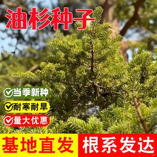 ��ɼ��N������ɼ�N���ļ��Nֲ�׳ɻ�ͥԺ���^�@�־G��������ֲ��