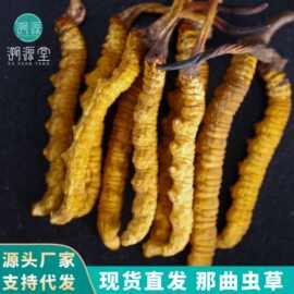 正品那曲冬虫夏草批发 高海拔红眼虫草 冬虫夏草2000条现货代发