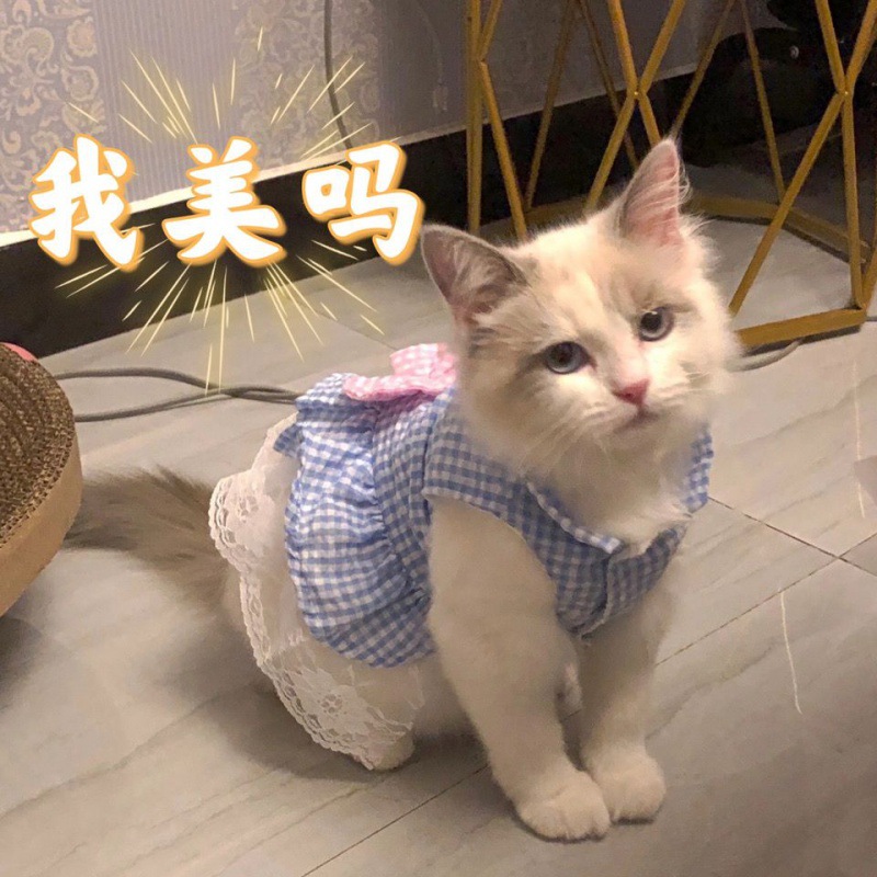 猫裙子夏天公主风兔子衣服蕾丝蝴蝶结狗狗背心泰迪博美可爱春秋