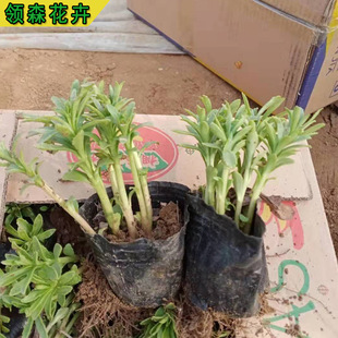 ���߾��� �t���� �G�񻨻� �ر��ݻ� ���N�������С�^�G��