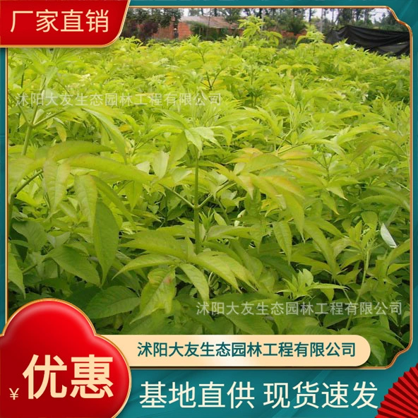 Мозаика бузины база оптом сорта собственного производства полный проект живописного озеленения Зеленые саженцы