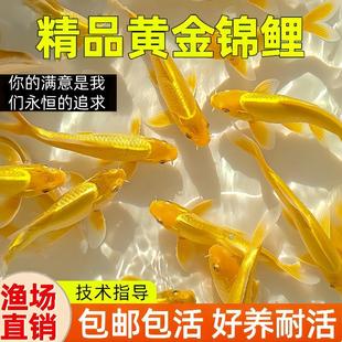 Recommended ornamental fish for easy keeping and longevity 2026 | 1688 beginner's guide to fish keeping