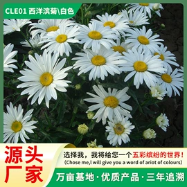 种子;种球;鸟食