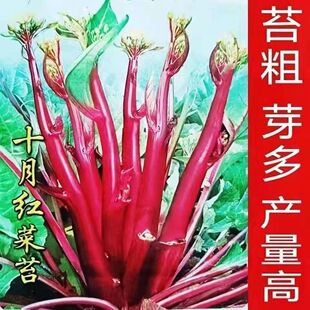 ʮ�¼t��̦�N�� �����߮a �^���߲� �����＾�Nֲ �̨�������NZ