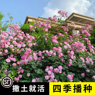 Rose Flower Seeds Climbing Rose Four-Season Sowing and Blooming Climbing Flower Courtyard Indoor and Outdoor Plant Landscape Flower Seeds