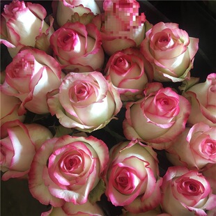 Cappuccino Rose Yunnan Kunming Dounan Base Straight Hair Water Nourishing Fresh Cut Flowers Valentine's Day Bouquet
