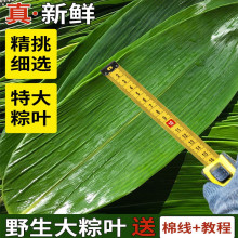 粽子叶棕叶新鲜大号新叶包粽子专用的叶子端午节商用批发干粽叶大