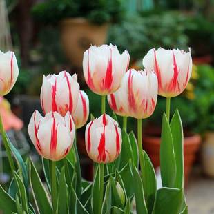 Imported Ten Large Tulip Bulbs, Autumn and Winter Cold-Resistant Flower Potted Plants, Four-Season Soil Hydroponic Seeds, Balcony Hyacinths
