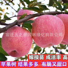 嫁接苹果树苗批发红富士南北方种植庭院果树果大