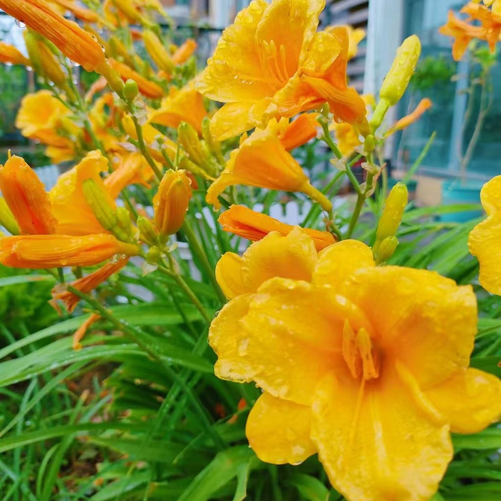 金娃娃大花萱草花苗鸢尾苗蝴蝶兰苗四季易种易活庭院景观金娃娃苗