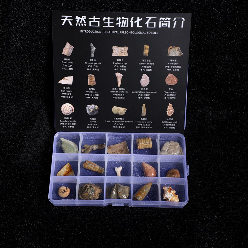 Fossil specimens, trilobite fossils, amber raw stones, odd stones, children's geological gifts, mining and science popularization