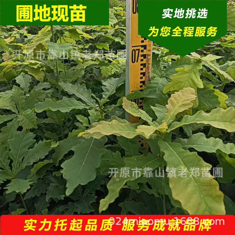 辽东栎树苗常年供应栓皮栎种子小苗东北园林绿化庭院观赏丛生乔木
