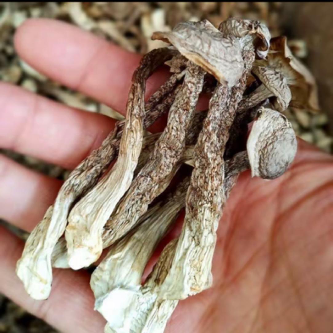 Dried Lyophyllum decastes Mushroom Lu Rong Gu 1000g Sun-Dried Culinary Fungi for Soups and Stir-Fries overview