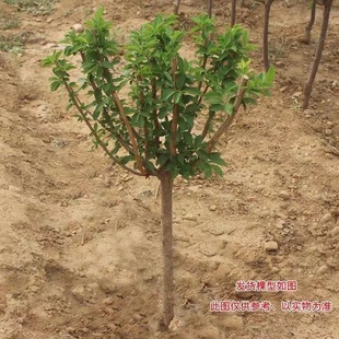 ���ڷ������Ә����Ĵ��޽����F�����R�����������ԷNֲ���������