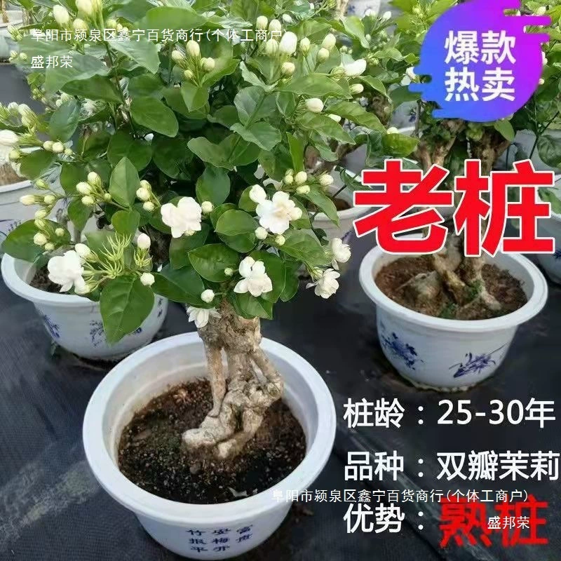 Старый каштановый горшечный цветок жасмина с двойными лепестками и сильными ароматными бутонами для летней очистки воздуха на внутреннем балконе и защиты от ветра.