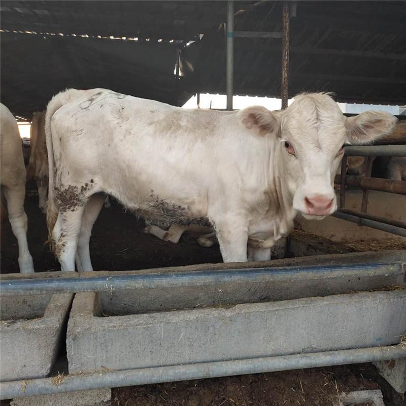 夏洛莱牛常年出售 哪里有卖夏洛莱牛犊 夏洛莱牛养殖场 改良肉牛