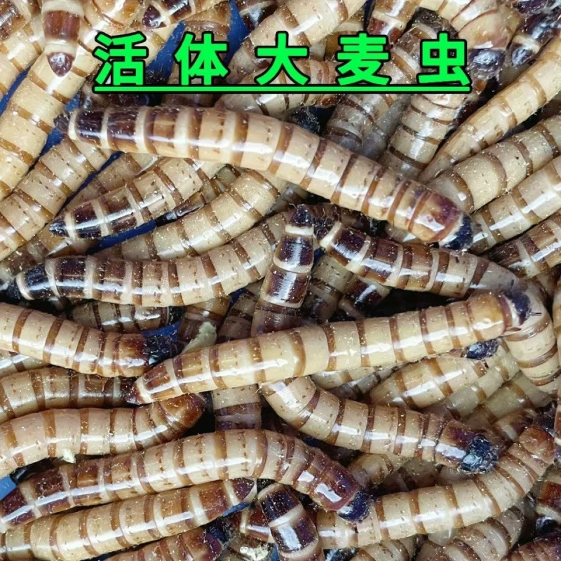 Ячменный жук живой ячменный жук специальный хлебный червь Aarolo Mossi черепаха хомяк корм для животных