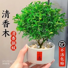 ����ľ�����k���҃�����GֲС���Ժ���ľ���ֲ����B��ܾGֲ