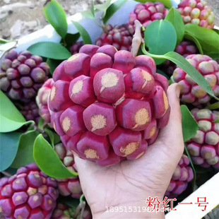 ���ϻ�������ζ�Ӳ����ȴ�Ѫ�پ�F���٘��翹˪���ϱ����Nֲ