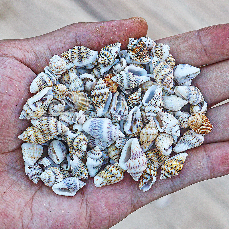 Concha Daquan natural con cera de pescado, materiales decorativos mediterráneos DIY al por mayor