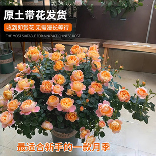 ��֭�̨�¼�ͥԺ���Ԏ����������ļ��_��õ�廨�����Ϙ��Nޱ����