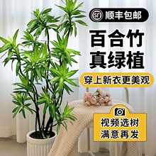 ٺ͏dGֲĸ߼GֲϘ҃pݴֲ