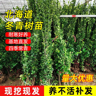 ������������ֱ���h�ʠ�ͥԺ����ֲ���ļ������ͺ��G�h�������S��