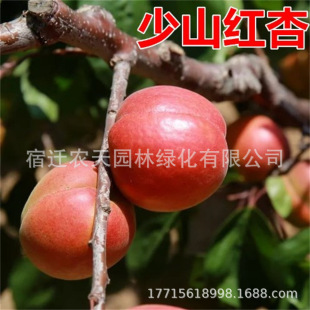 �ټt�Ӻ��m�����Ә������Ә�����ͥԺ�Ϸ������ش�����Ʒ�N�Ә�