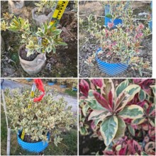 锦叶春不老盆栽斑叶东方紫金牛灌木植物罕见绿植