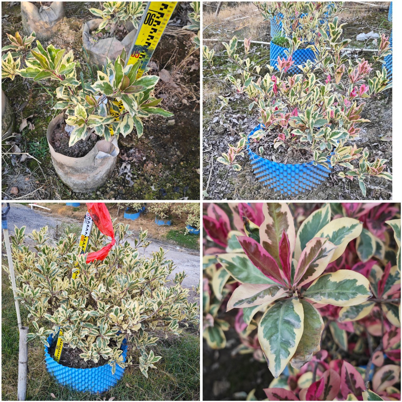 锦叶春不老盆栽斑叶东方紫金牛灌木植物罕见绿植