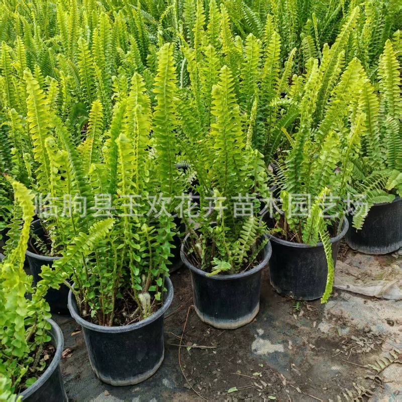 Садоводческая база для рассады папоротника, проект зеленения, вечнозеленое растение, почвенный покров, растительное сообщество, парк, двор, декоративное посадочное растение, цветок, оптовая продажа