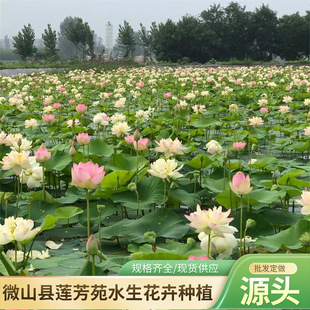 30- 60cm Lotus Seedlings Wholesale Aquatic Plant Lotus Seedlings Undertake Lotus Planting