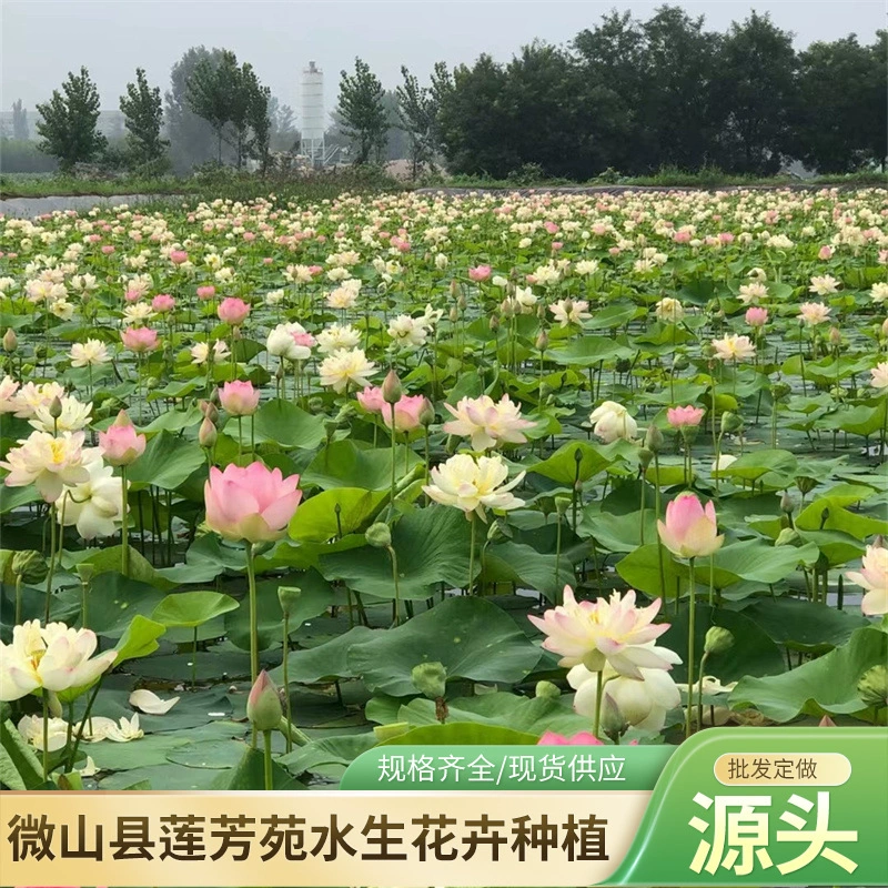 30- 60cm саженцев лотоса оптом, саженцы водных растений лотоса, посадка лотоса