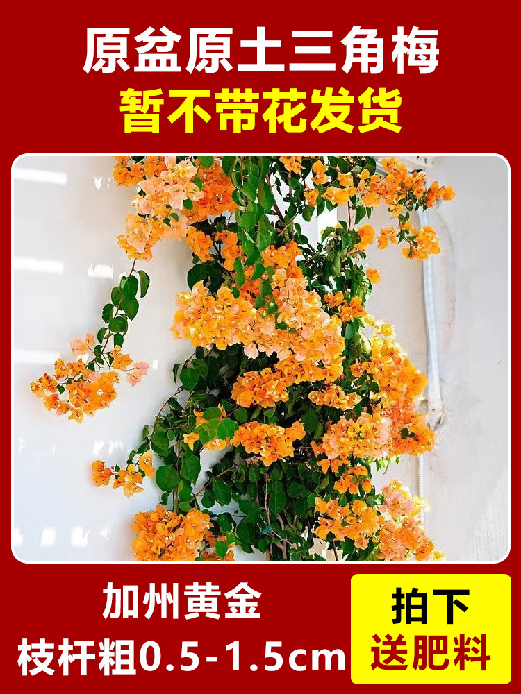 캘리포니아 황금모종은 약 45~50cm [사계절 꽃이 핀다] (꽃이 담긴 원래 화분에 담겨 배송)