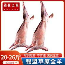 【锡盟整羊】 内蒙全羊整只羊送礼羊肉新鲜羊排羊腿羊蝎子20-26斤