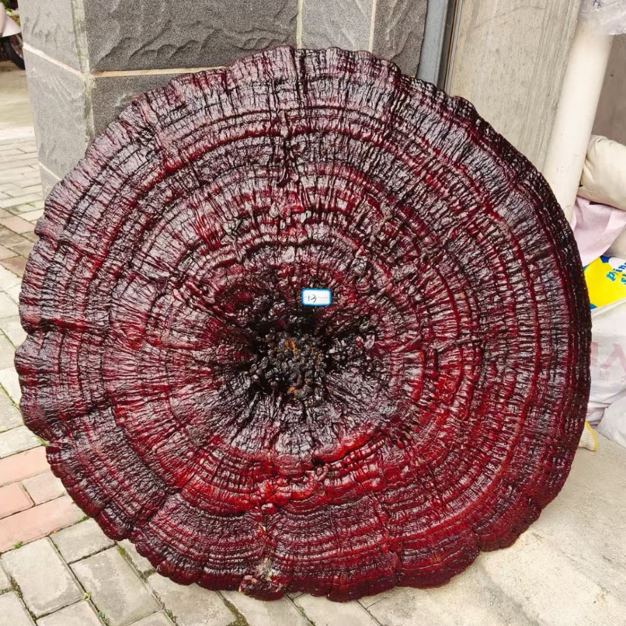 Large Purple Reishi Mushroom Display Piece 95cm Ling Zhi Ornamental Bonsai for Home and Entryway overview
