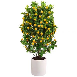 ��ۘ����Ԏ����͏d�҃ȴ���ֲ��С�����辰���B��۾Gֲ����