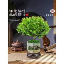 小叶赤楠老桩盆景苗植物金丝楠木办公室内桌面小盆栽紫檀四季好养