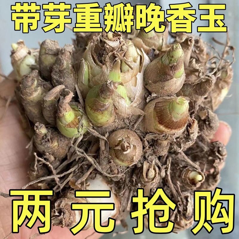 Double-Flowered Perfume Tuberose Bulbs with Large Fragrant Flowers, Suitable for All Seasons, Cold-Resistant Potted Green Plants, Easy to Care for and Maintain Double-Flowered Perfume Tuberose Bulbs with Large Fragrant Flowers, Suitable for All Seasons, Cold-Resistant Potted Green Plants, Easy to Care for and Maintain